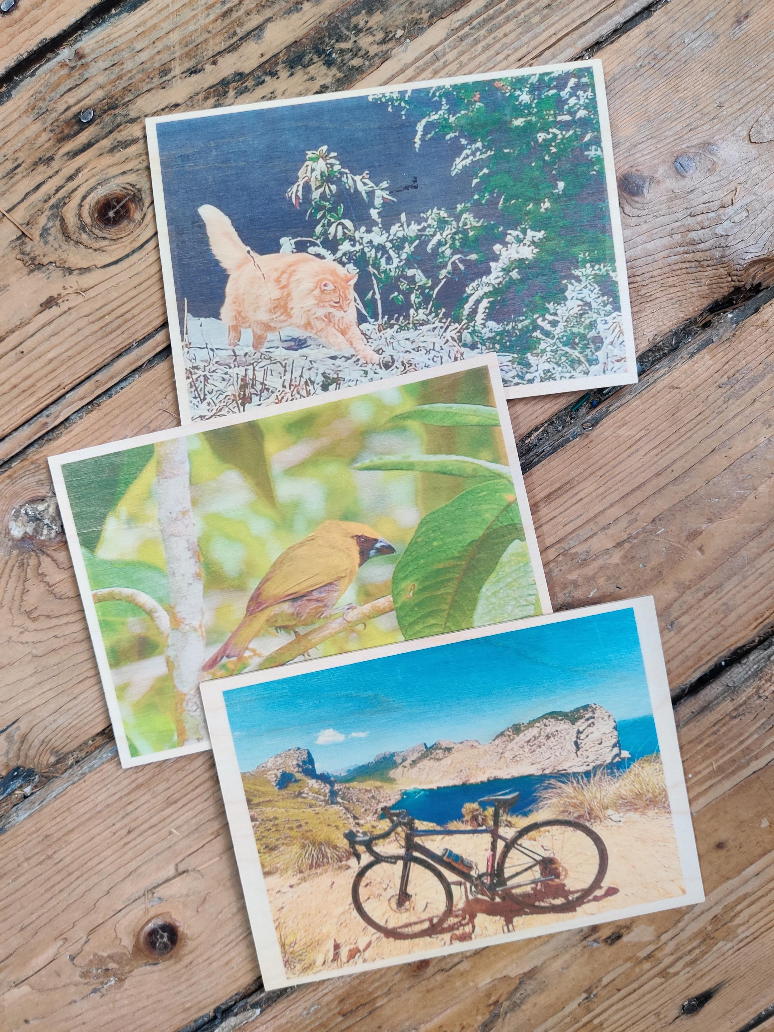 Coloured photos of a bird, bike and cat, on a ply substrate, against a wooden plank floor