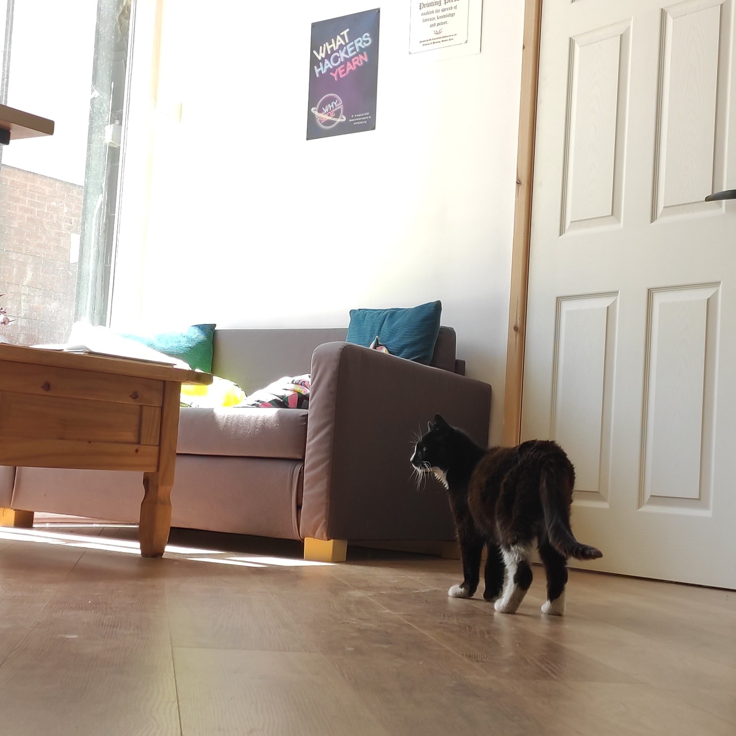 hackspace cat perusing the floor of birkenhack, a what hackers yearn 2025 poster can be seen on the white wall in the background