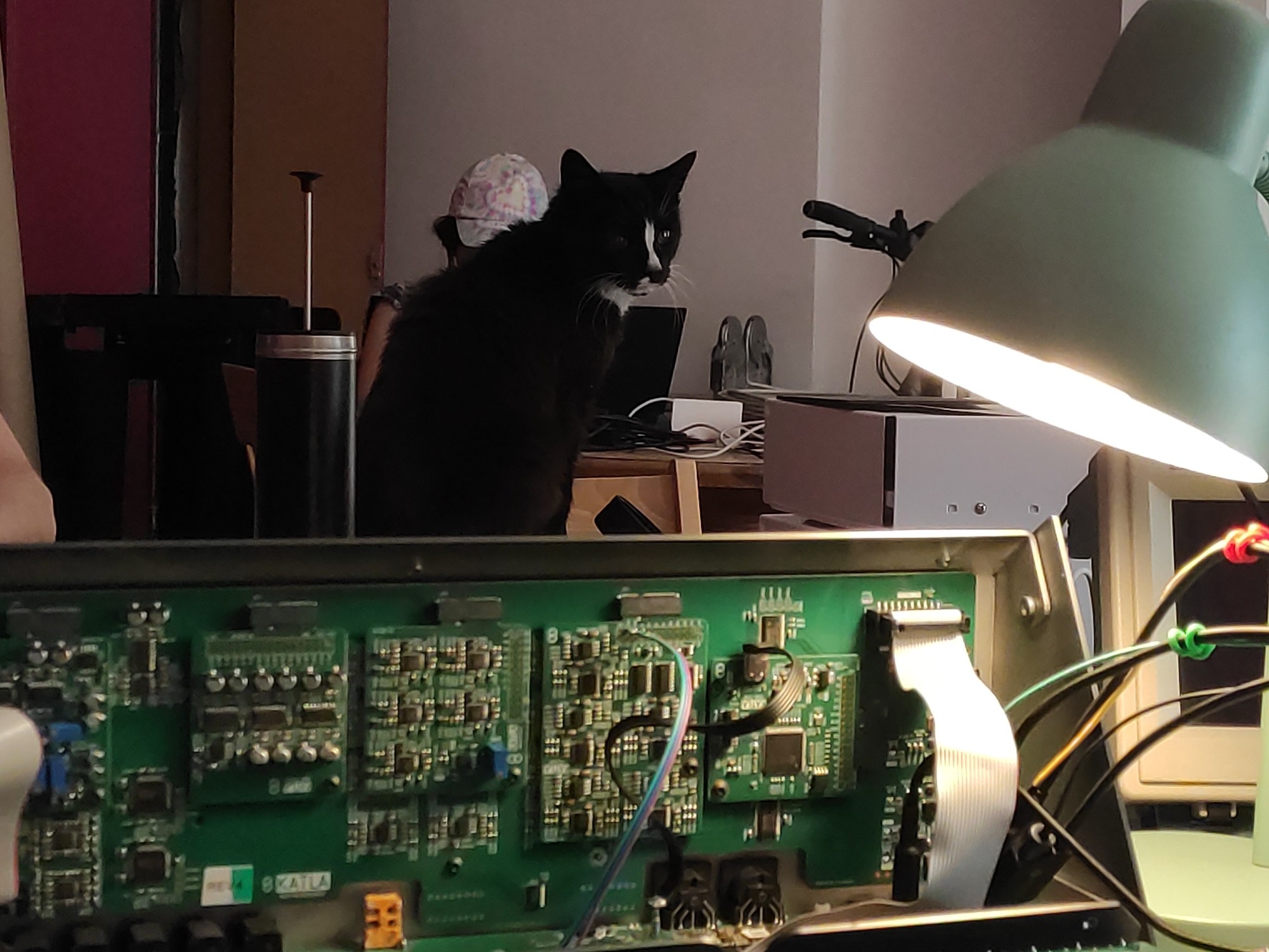 hackspace cat in background, foreground is a digital synthesizer hardware project