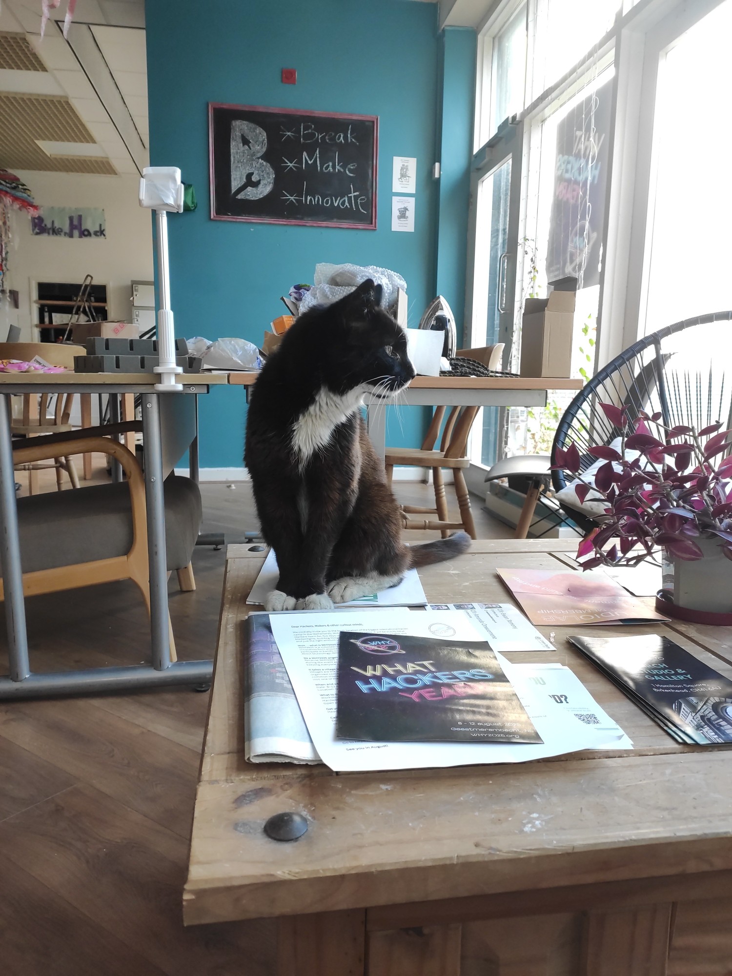 Hackspace cat standing on table. The background includes the entrance to Birkenhack with a chalkboard that has the Birkenhack logo on it and bullet points 