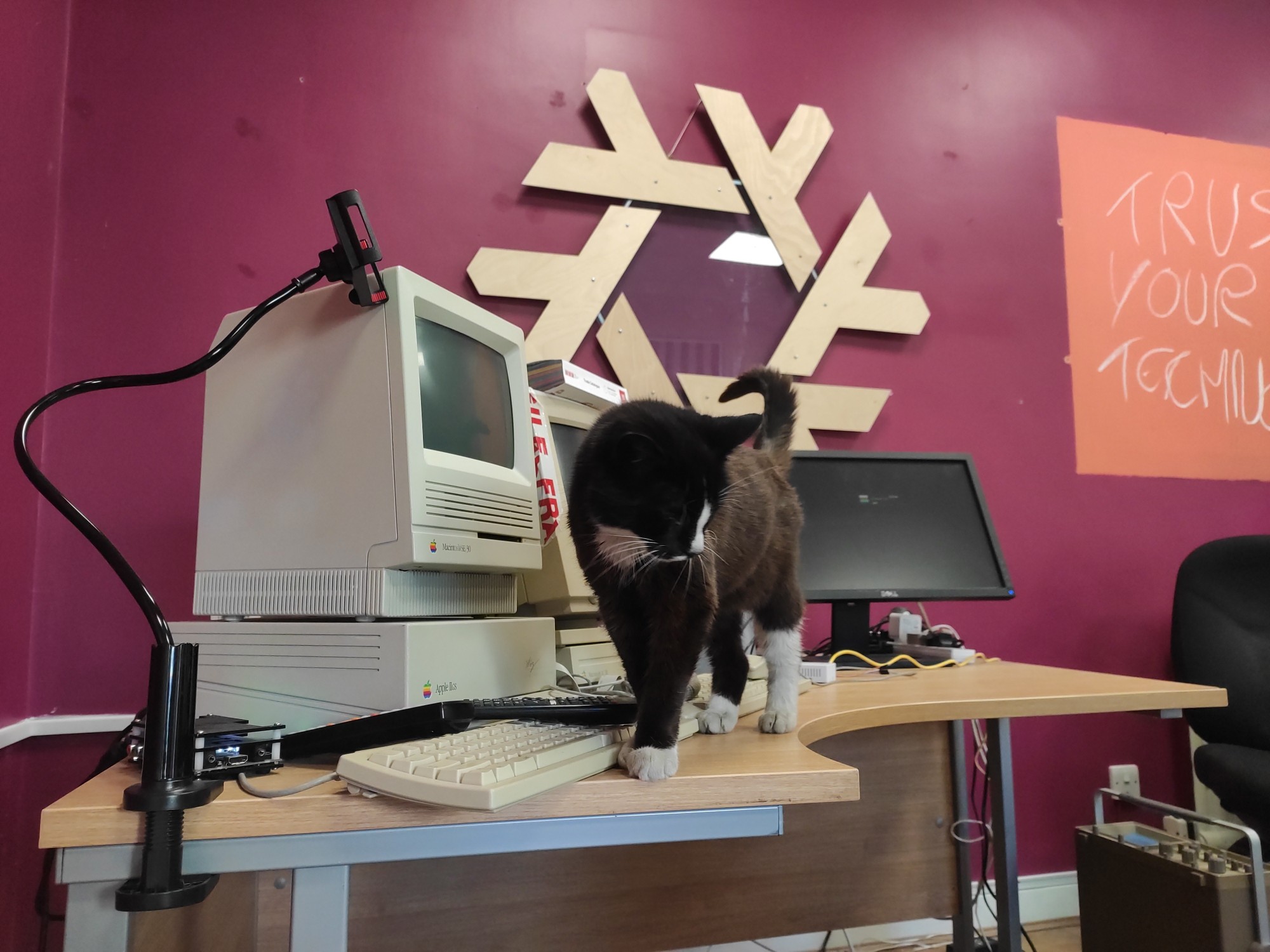 Hackspace cat standing on table in front of retro computers with Nix logo in background