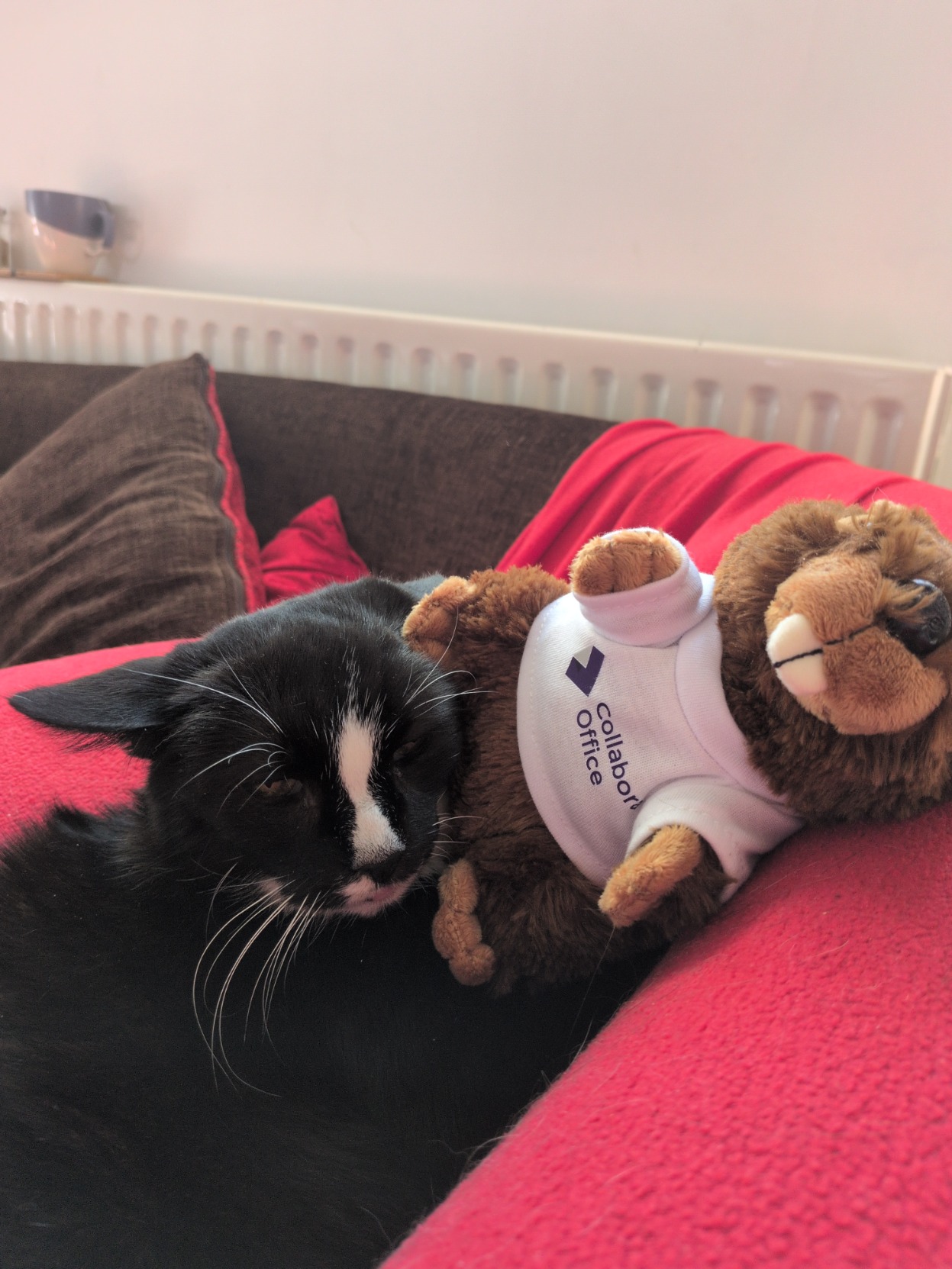 A very silly cat named sushi half asleep with a collabora online beaver mushed up against her face sideways, she is either highly annoyed or not bothered