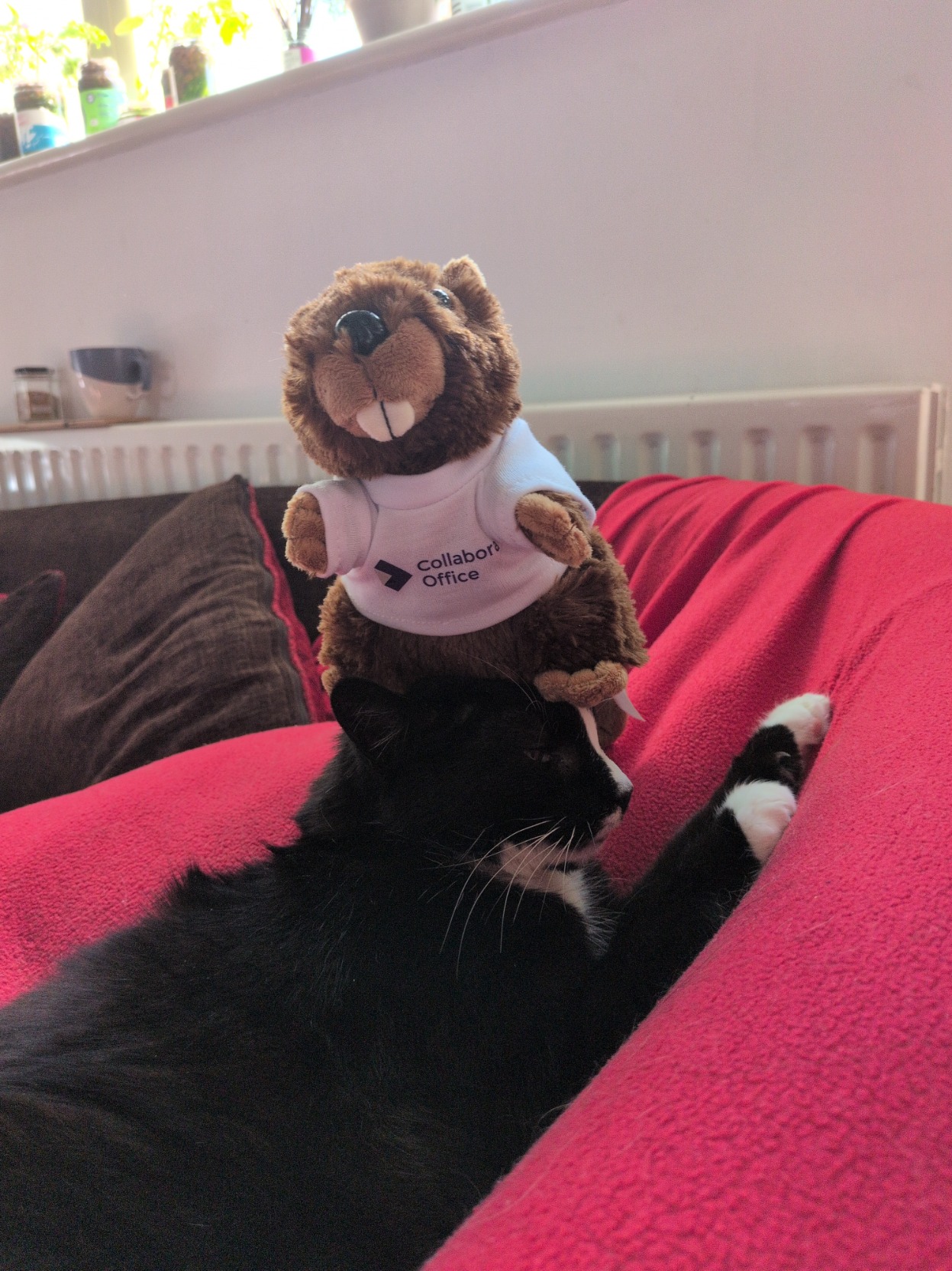 A silly cat named sushi with a collabora online beaver on top of her head
