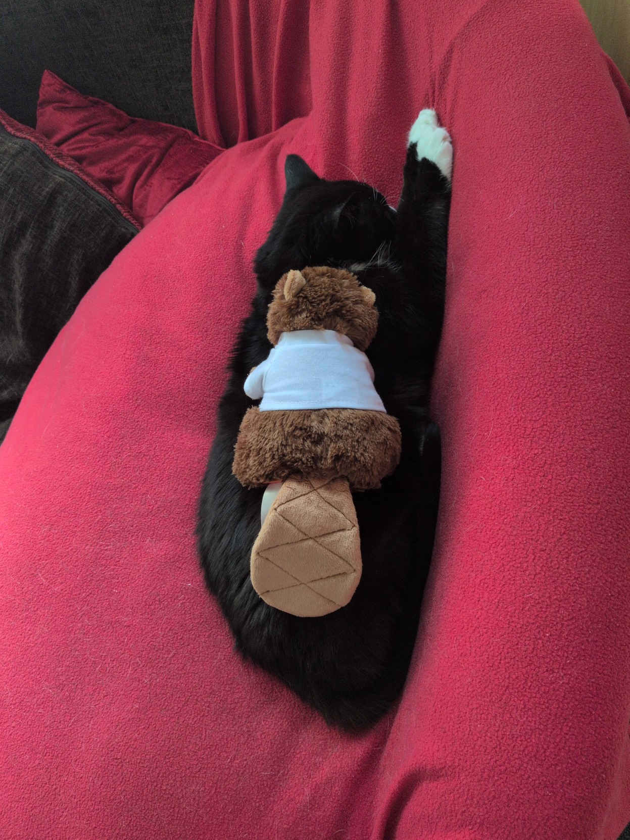 A silly cat named sushi with a collaboration online beaver lying upon her. The cat is laying down very cute and on her belly.